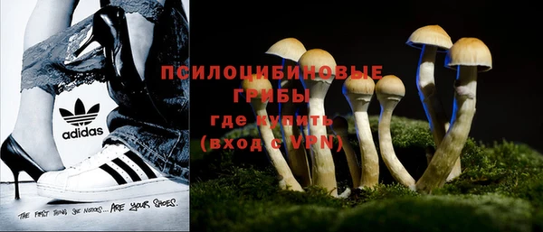 PSILOCYBIN Белокуриха